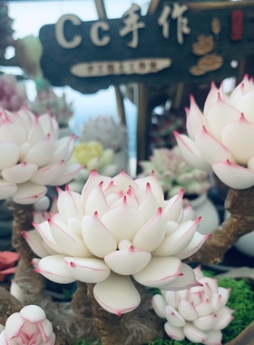 Cc原创树脂黏土仿真麦秆多肉玉蝶雪天使摆件蓝丝绒洛可可乌木生日