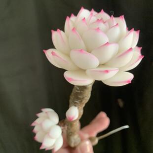 Cc原创树脂黏土仿真多肉永生仙气边线女王白麦秆抹茶办公室桌面摆