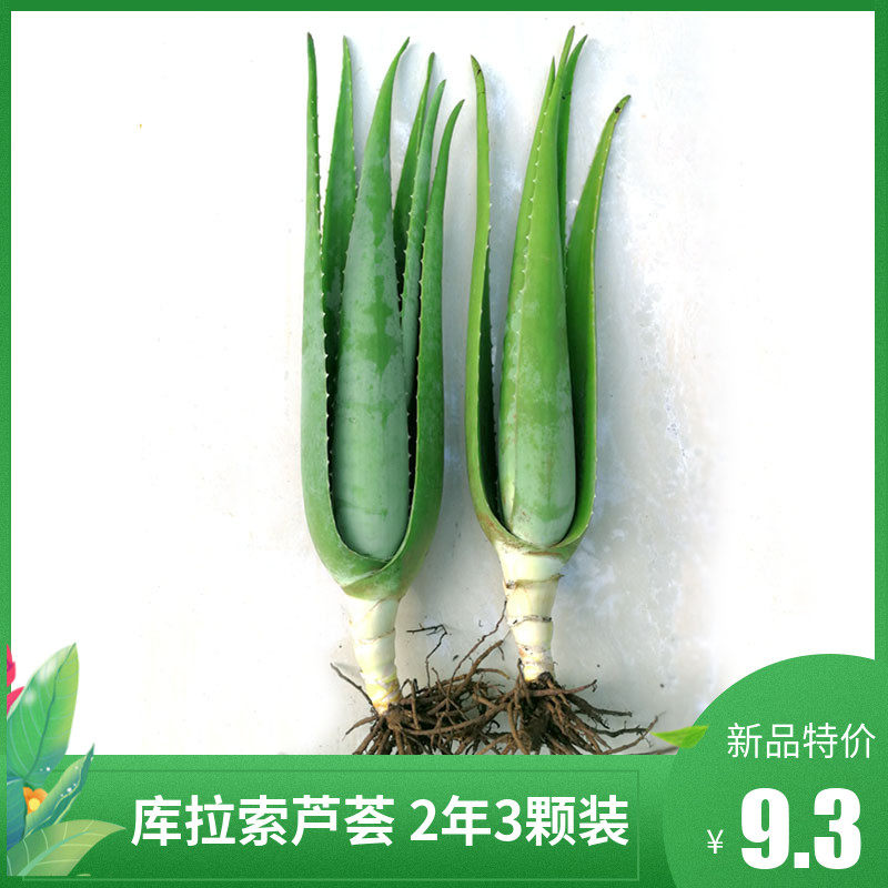 芦荟植物室内新鲜库拉索美国芦荟叶芦荟盆栽纳豆灌肤绿植美容粘稠