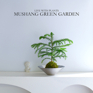 南洋杉盆栽苔藓球绿植室内客厅办公桌面新手好养活水培懒人圣诞树