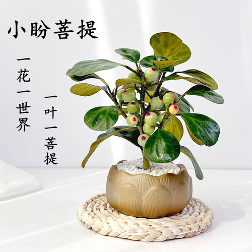 小盼菩提盆栽植物室内四季常青