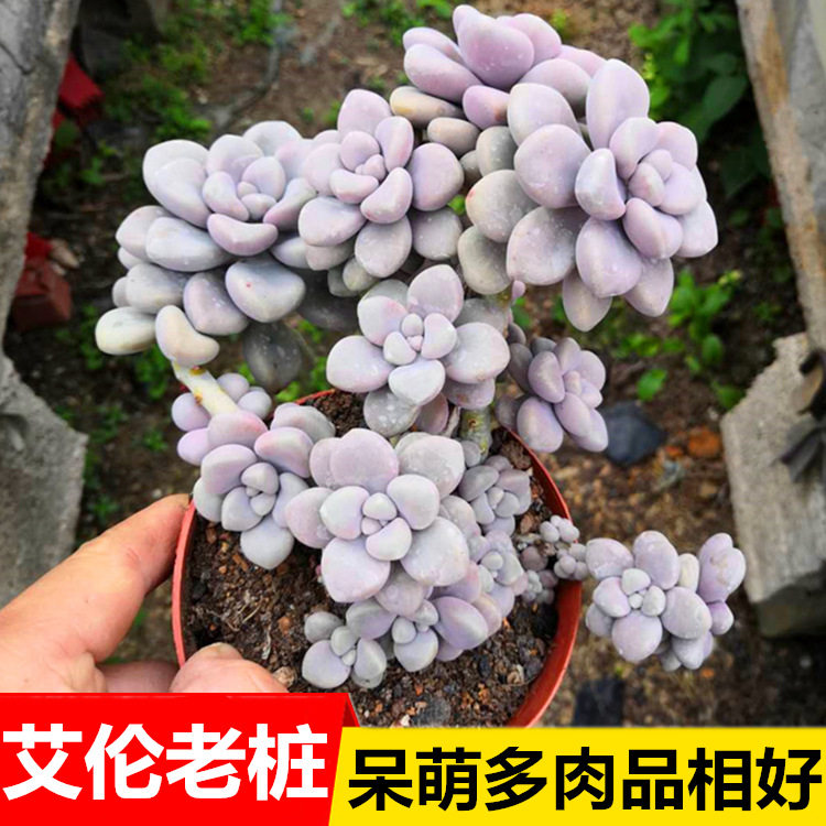 艾伦多头大老桩 多肉植物室内防辐射花卉 粉色萌肉肉吸甲醛盆栽