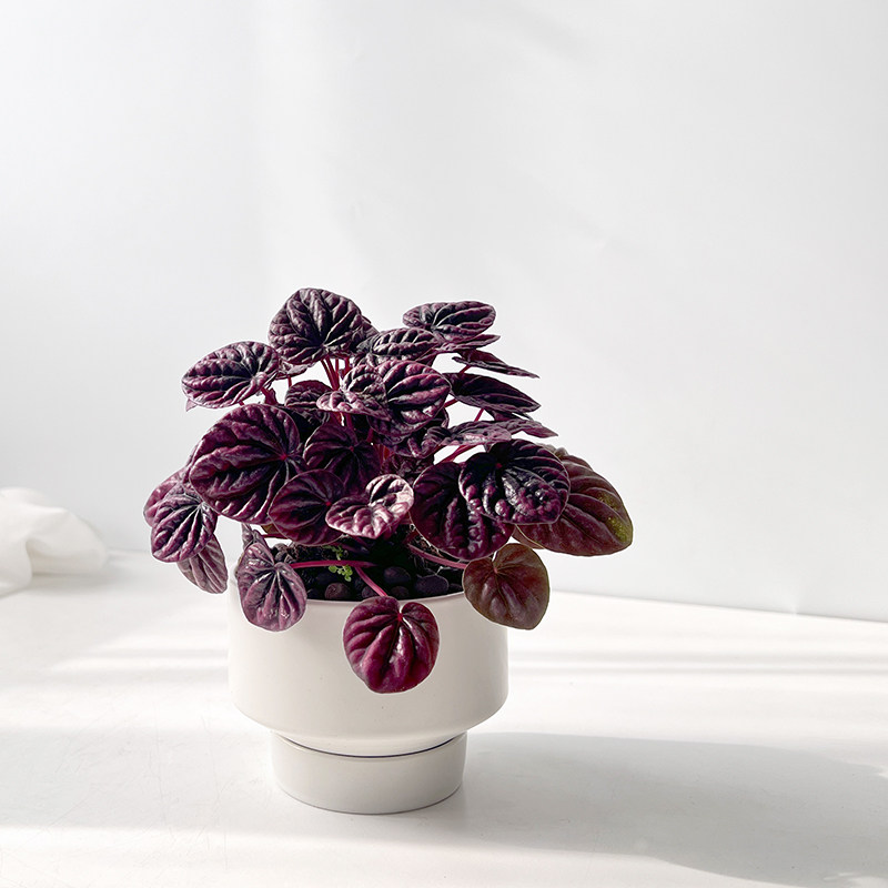 北欧ins解压盆栽 红宝石椒草绿植室内办公室简约桌面耐阴红叶植物