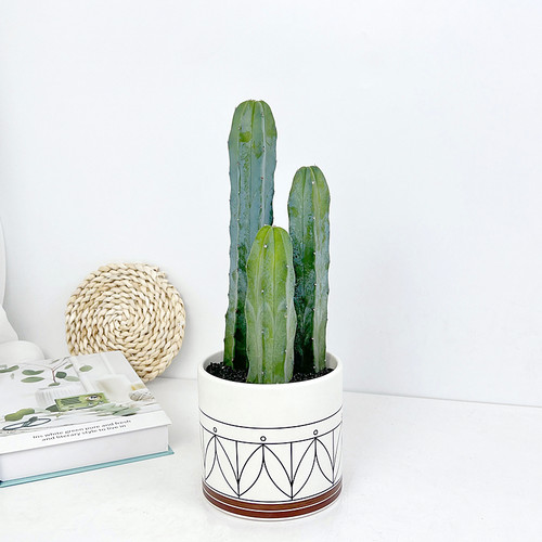 稀有品种沙漠蓝木北欧风仙人柱