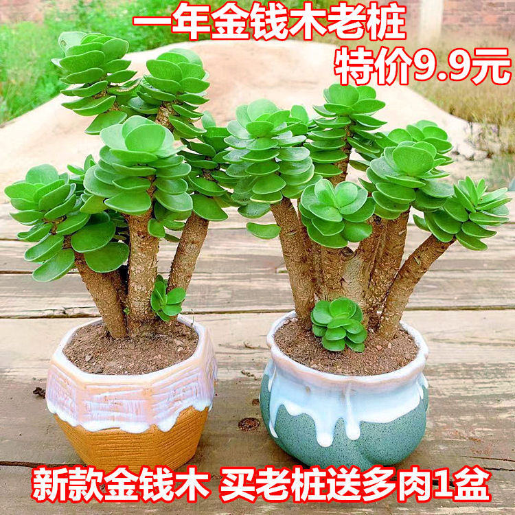 多肉植物金钱木大老桩【金钱木老桩+陶瓷花盆+营养土】带盆栽好发