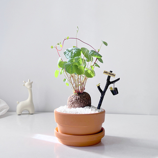 爬藤观叶植物圆叶山乌龟办公室室内金不换块根耐养喜阴绿植盆栽