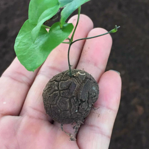 室内藤类植物价格 室内藤类植物图片 星期三