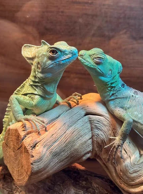 入门蜥蜴双冠斑帆人工cb宠物大型小型温顺新手蜥蜴守宫活攀爬树枝