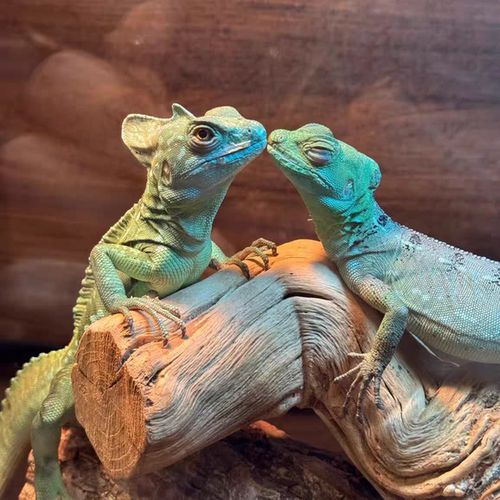 入门蜥蜴双冠斑帆人工cb宠物大型小型温顺新手蜥蜴守宫活攀爬树枝