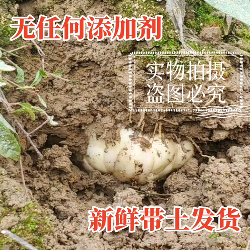 湖南隆回新鲜现挖食用甜龙牙百合