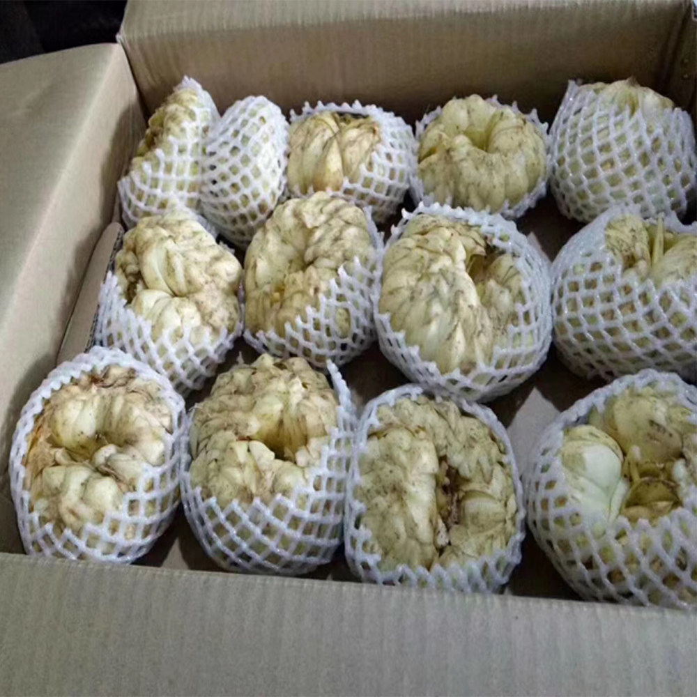 隆回药食同源龙牙百合