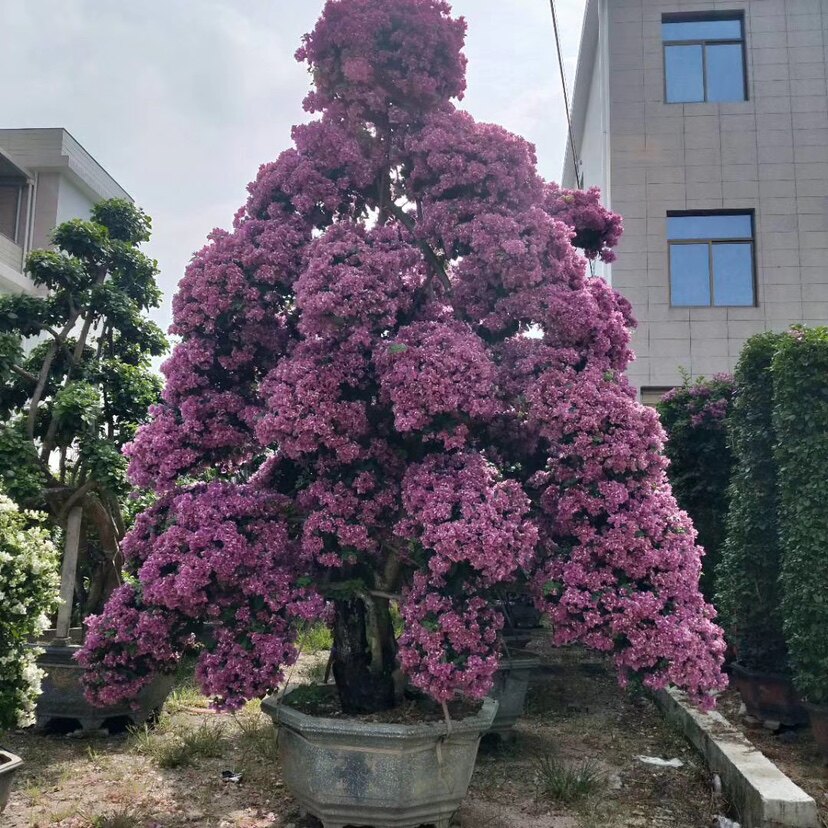 三角梅树桩盆景老桩多色