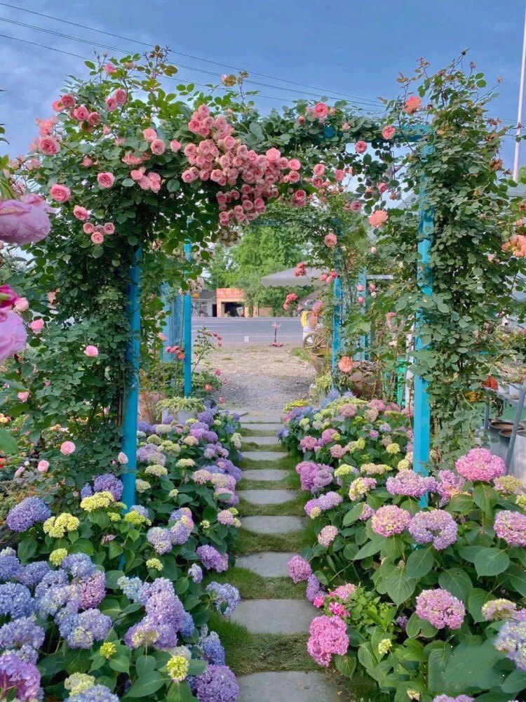 蔷薇花苗龙沙宝石月季花苗