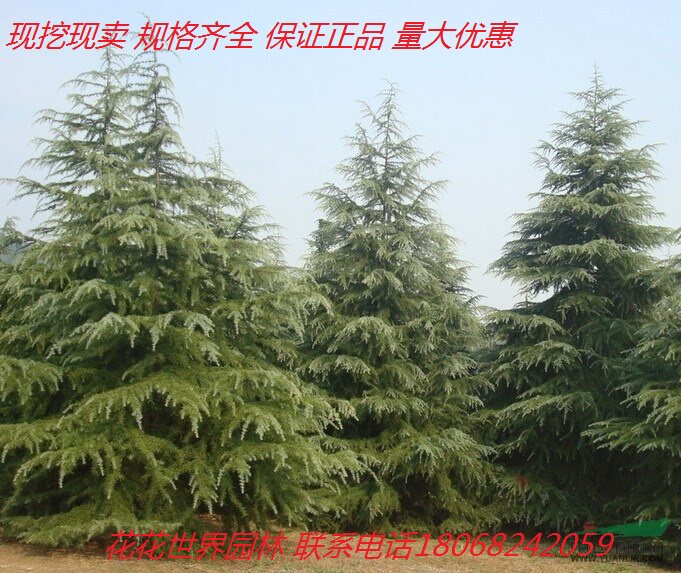 香柏四季常圣诞树庭院雪松