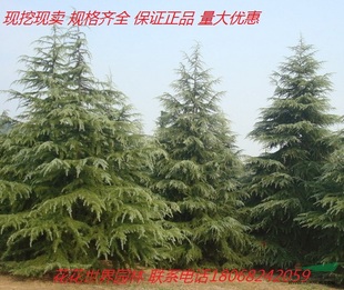 雪松树雪松苗香柏宝塔松雪松树苗迎客松 四季常圣诞树庭院绿化苗