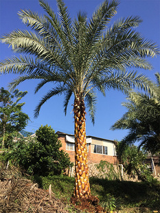 中东海枣树苗 银海枣  林刺葵 棕榈树 绿化行道林木 棕树