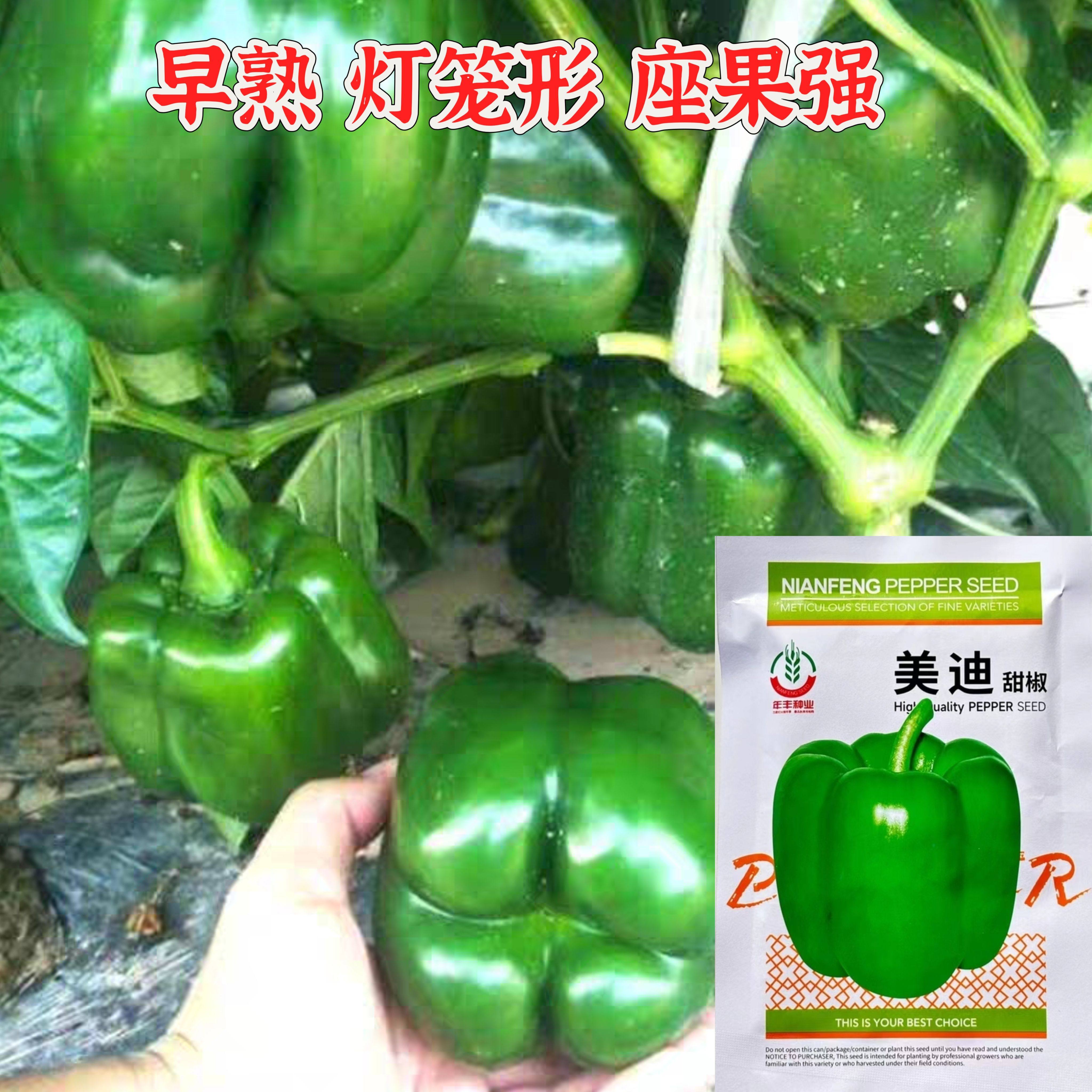 美迪甜椒种子甜椒青椒灯笼椒菜椒辣椒种子室内阳台花盆栽蔬菜种子