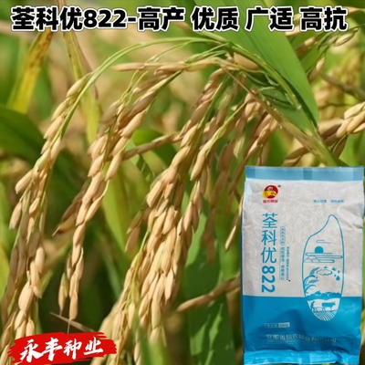 荃科优822高产稳产三系杂交水稻种子大穗型抗倒抗性强出米高优质