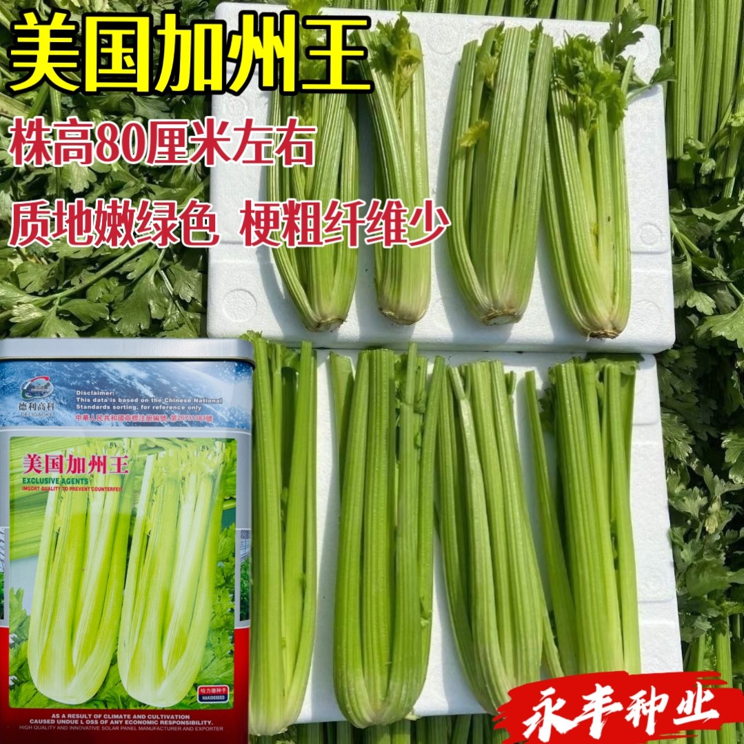 美国加州王西芹种子国外引进优质高产抗逆商品性佳农家春秋播