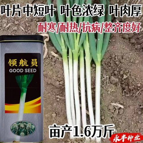 领航员大葱种子白长粗壮抗倒伏山东章丘大葱种籽大田用种高产春秋