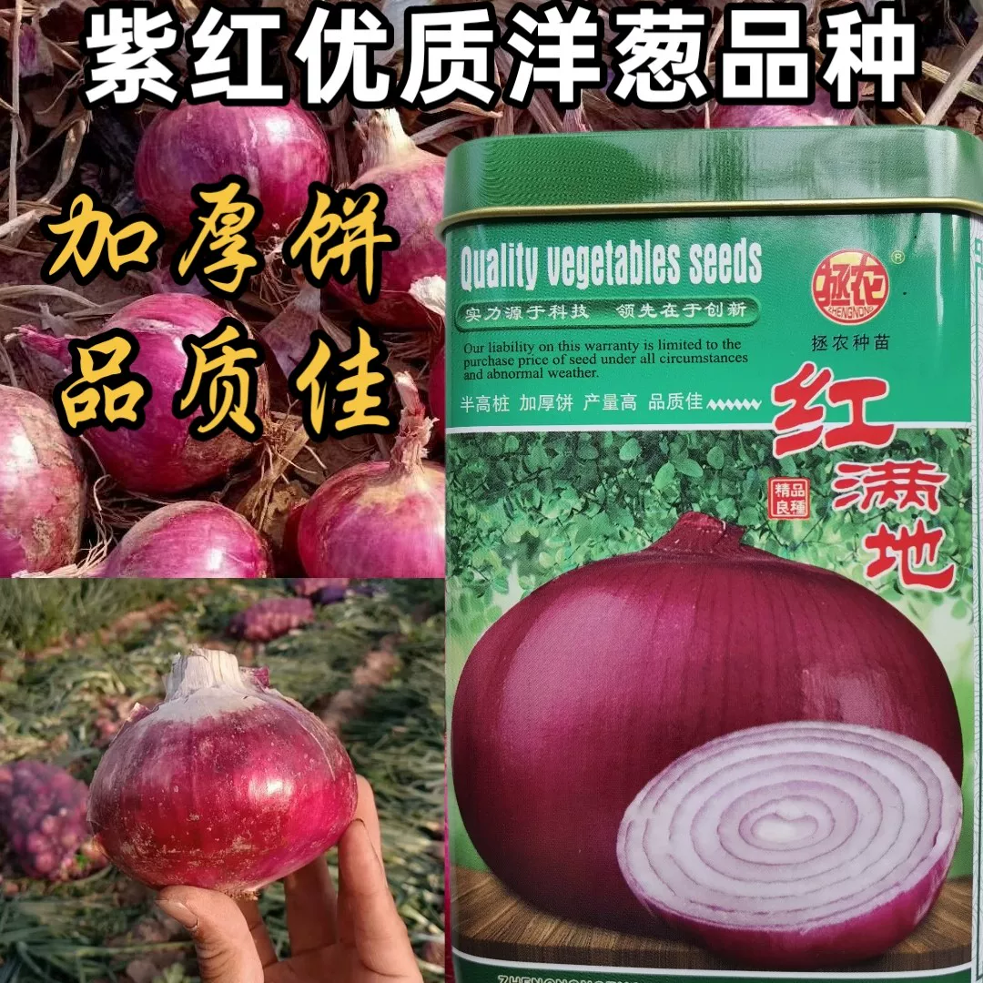 紫红优质红满地洋葱种子种籽半高桩扁平早熟二红洋葱种子葱头种子