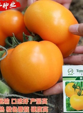 黄金时代橙色大果番茄种子早熟高产抗病强沙瓤黄西红柿种籽春秋播