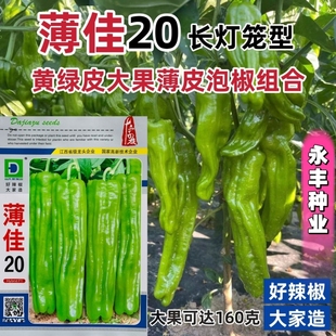 薄佳20辣椒种子早熟黄绿皮大果薄皮泡椒种子抗病高产长灯笼椒种子