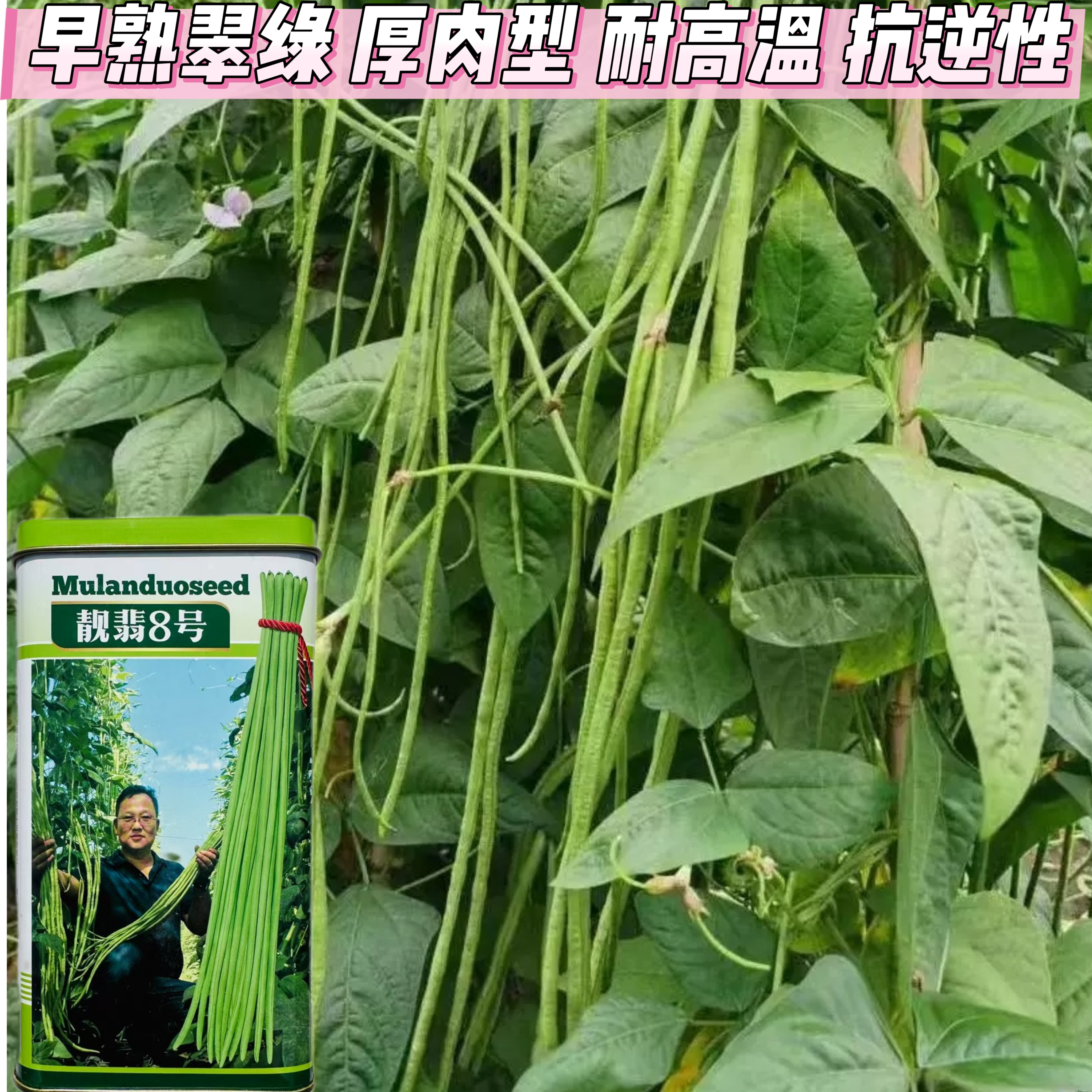 靓翡8号豇豆种子中早熟翠绿厚肉耐高低温耐湿抗逆长豆角春夏秋播