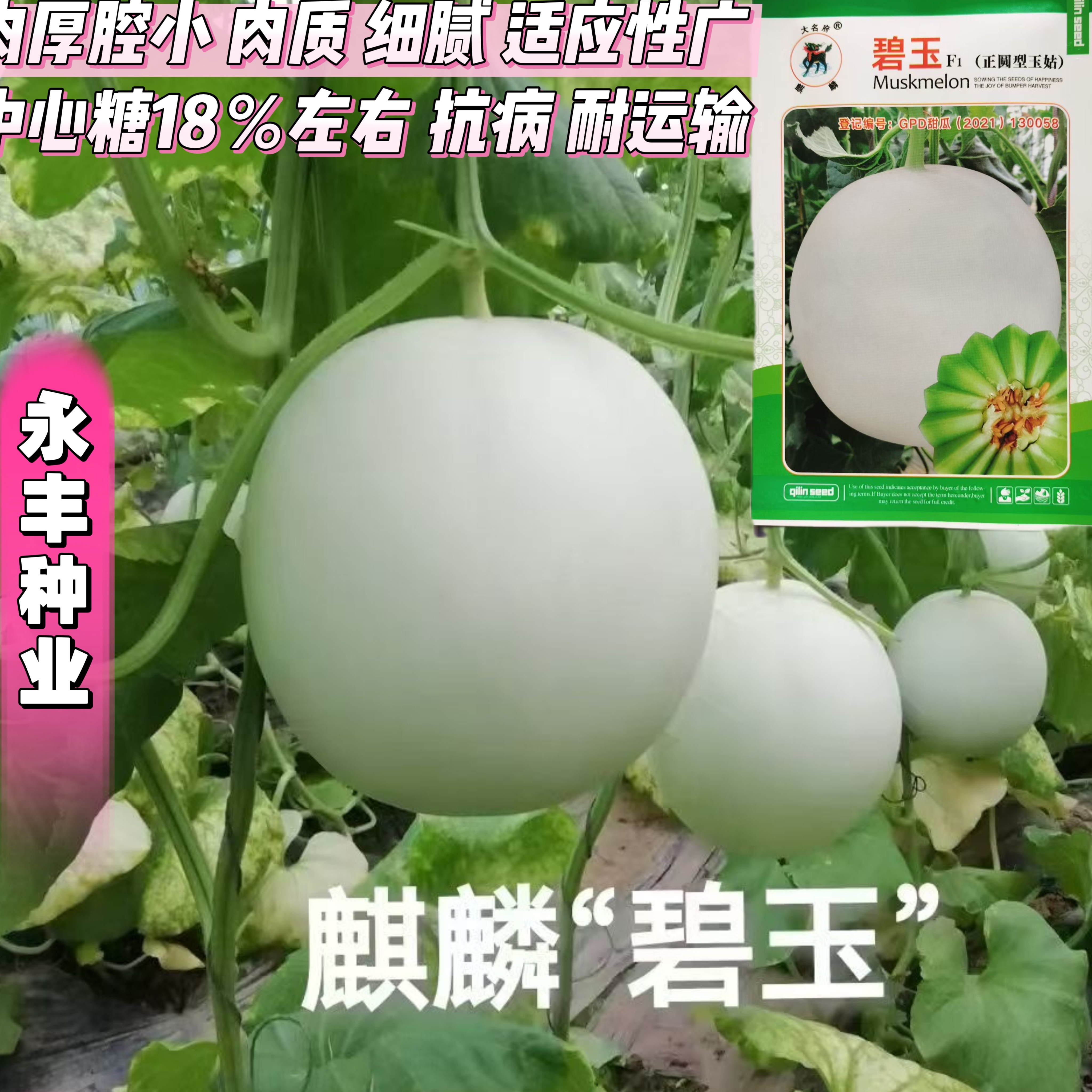 碧玉正圆型玉姑甜瓜种子高端玉菇白皮绿肉冰淇淋软糯香甜蜜瓜香瓜
