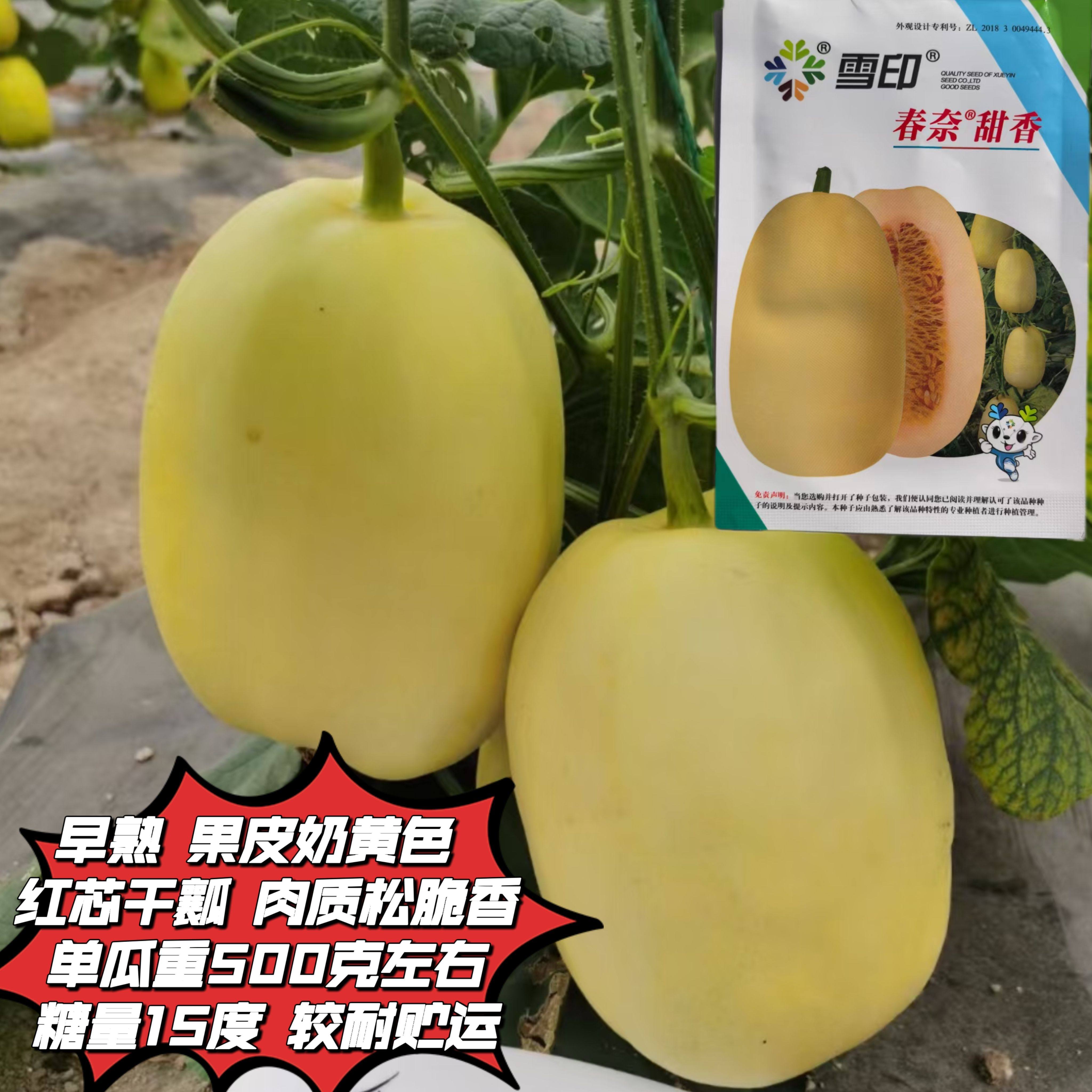 春耐甜香甜瓜种子薄皮香瓜种籽白皮香瓜种孑春夏秋四季播蔬菜种子