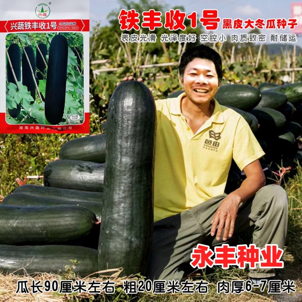 兴蔬铁丰收1号黑皮冬瓜种子杂交枕瓜种籽高产东瓜春秋季蔬菜种孑