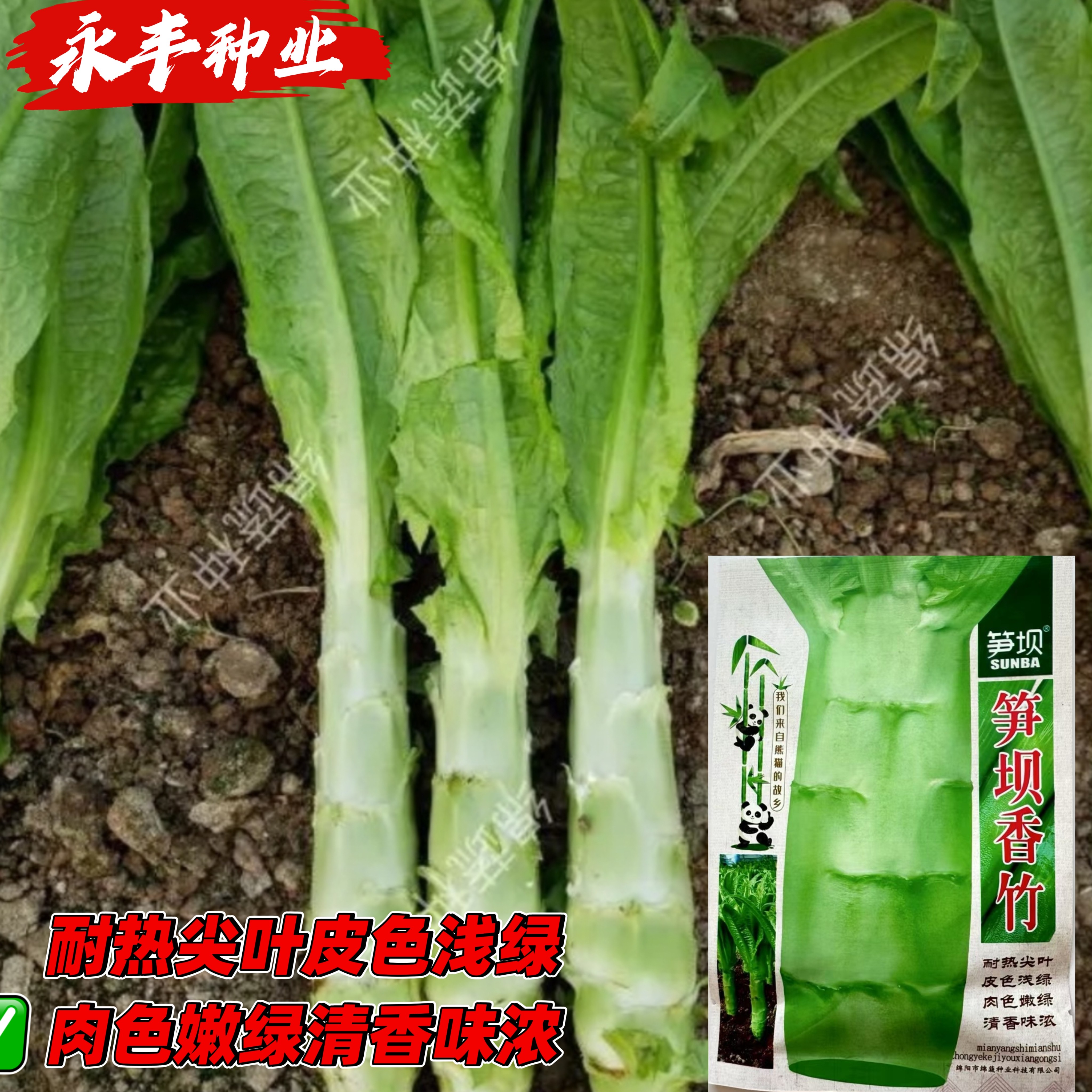 笋坝香竹莴笋种子尖叶耐高温莴笋种籽清香莴苣四川夏秋季蔬菜种孑
