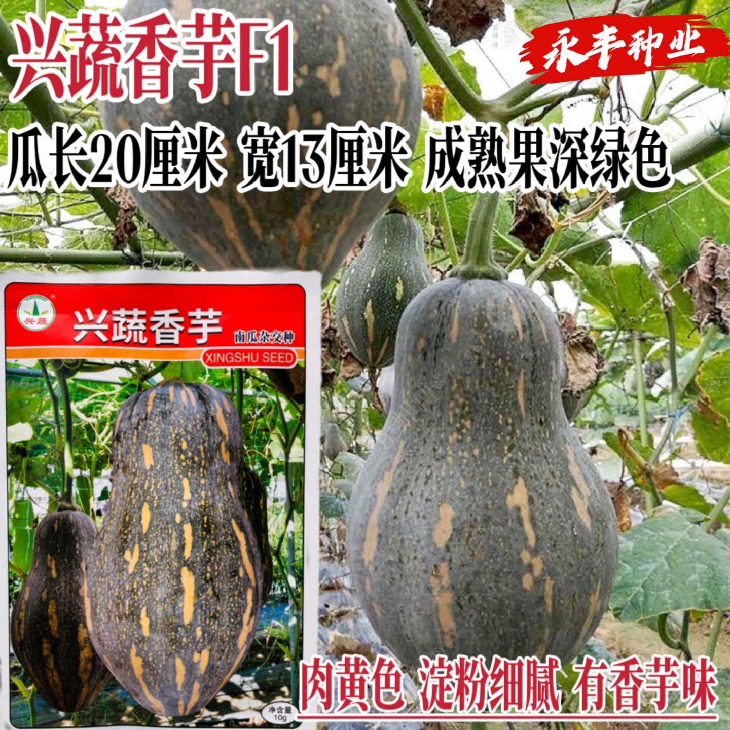 兴蔬香芋南瓜种子早熟高产抗病深绿光滑香芋味南瓜种籽四季蔬菜种