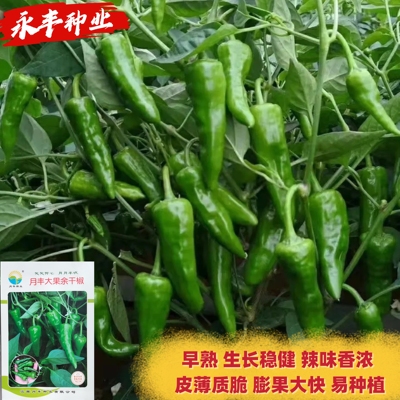 月丰大果余干椒种子杂交早熟香辣口感好辣椒种籽农家春秋季播种孑