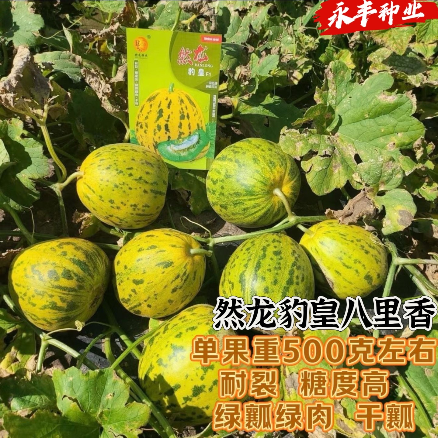 然龙豹皇甜瓜种子薄皮八里香类型绿瓤绿肉甜香耐裂超甜香瓜种子孑