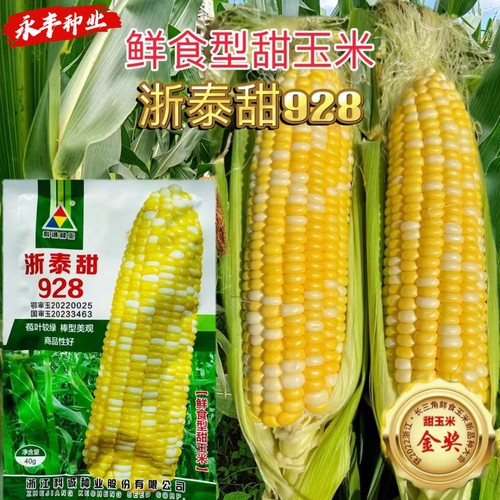 浙泰甜928超甜水果双色玉米种子早熟高产皮薄无渣甜脆玉米籽春秋