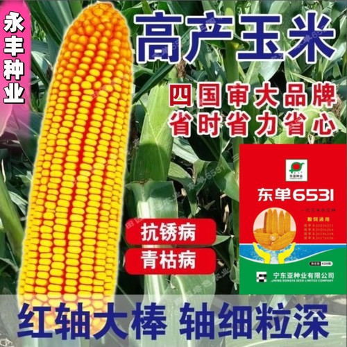 东单6531玉米种子国审大棒抗旱耐涝抗盐碱适广性强苞谷大田玉米孑