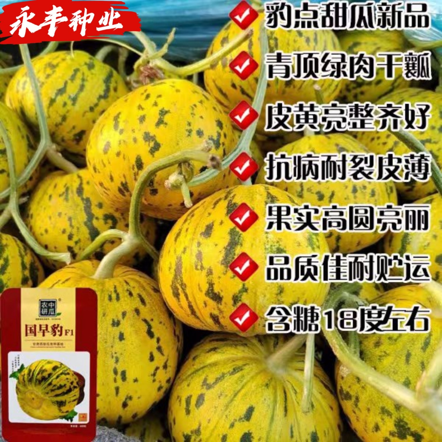 国早豹薄皮圆形甜瓜种子早熟黄皮绿肉高糖高品质香浓耐运输瓜果籽