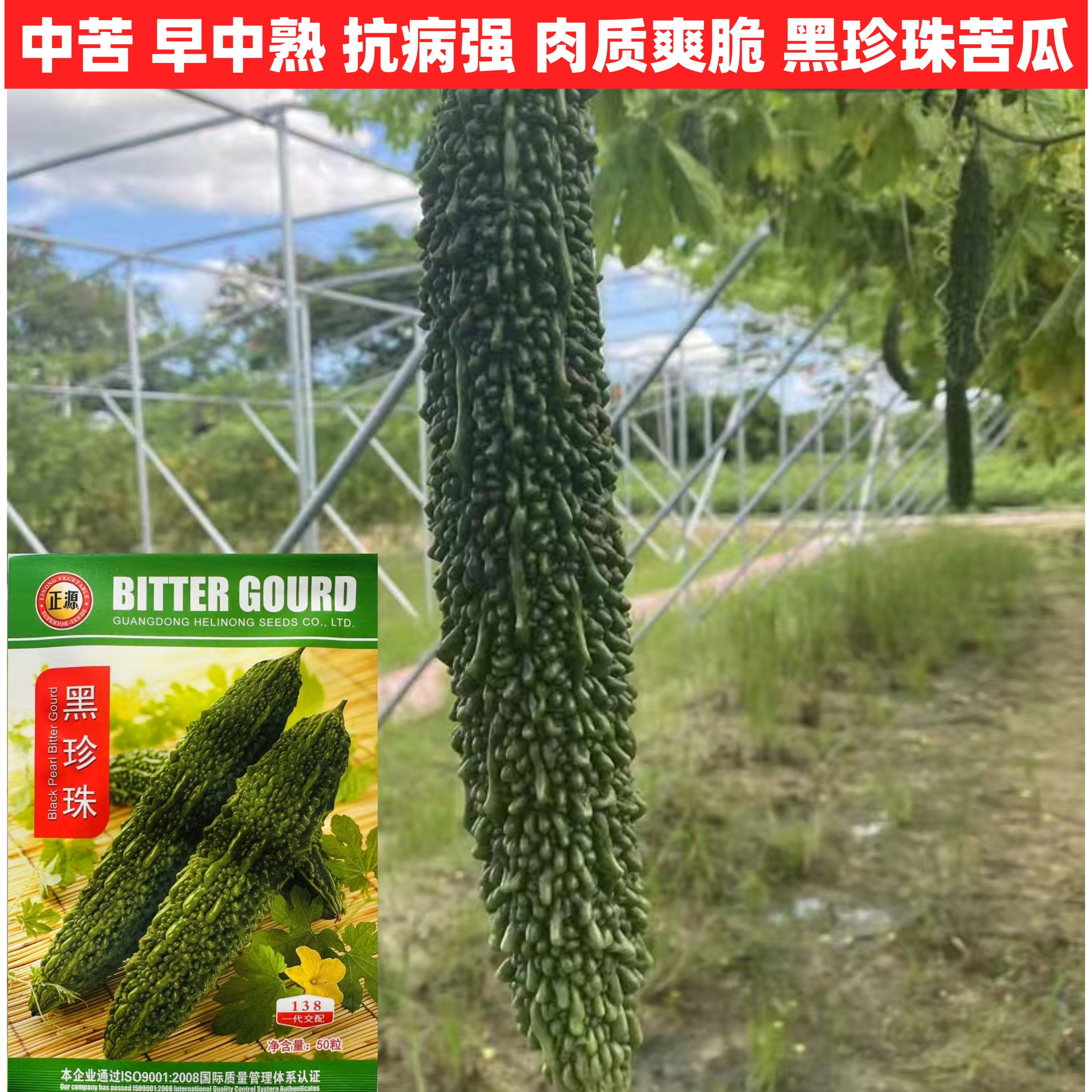 黑珍珠苦瓜种子杂交一代黑苦瓜种子苦味适中瓜皮浓绿高产春夏秋播