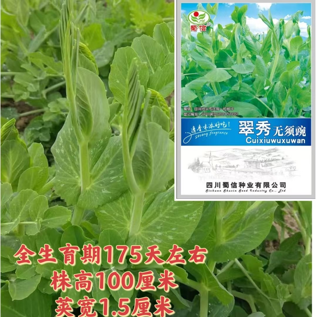 翠秀无须豌豆尖种子绿叶豌豆苗荷兰豆芽苗菜孑秋冬季田园蔬菜种子