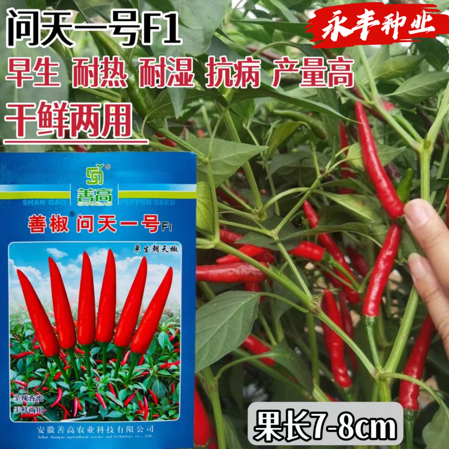 善椒问天一号杂交单生朝天椒辣椒种子早熟耐热耐湿辛辣香干鲜两用
