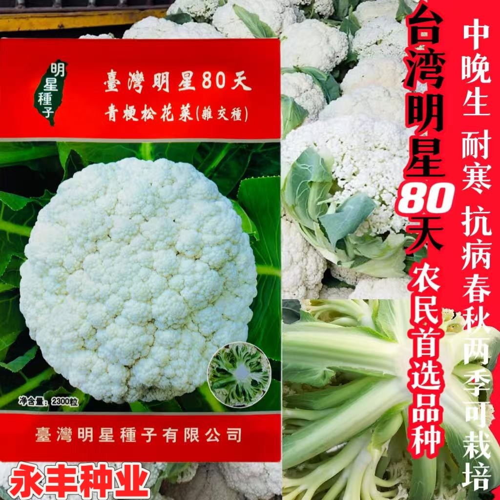 台湾明星85天90天进口青梗松花菜种子中晚熟有机散花椰菜松花种籽