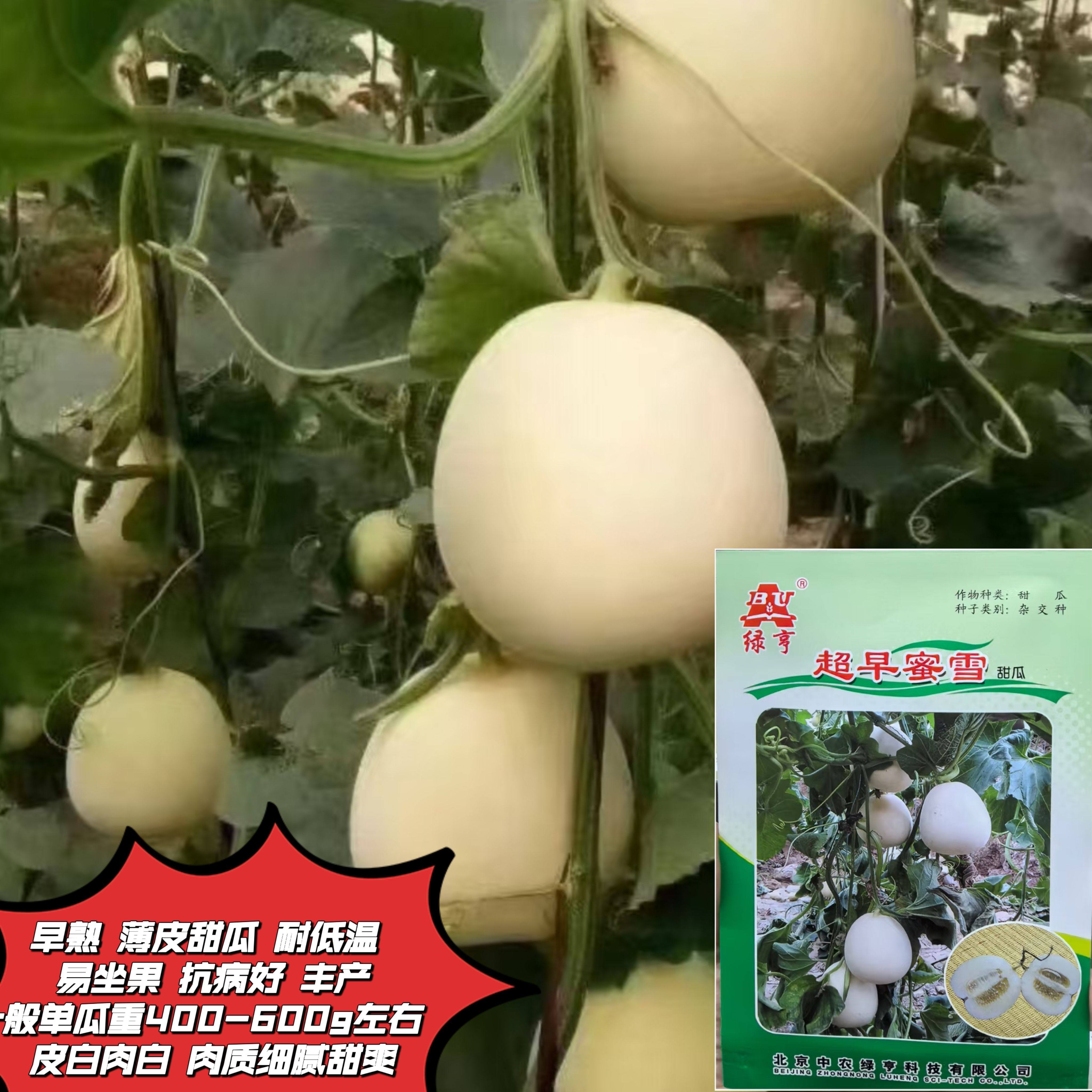 超早蜜雪甜瓜种子白肉瓜甜味香浓薄皮瓜白玉瓜甜瓜籽春夏秋四季播