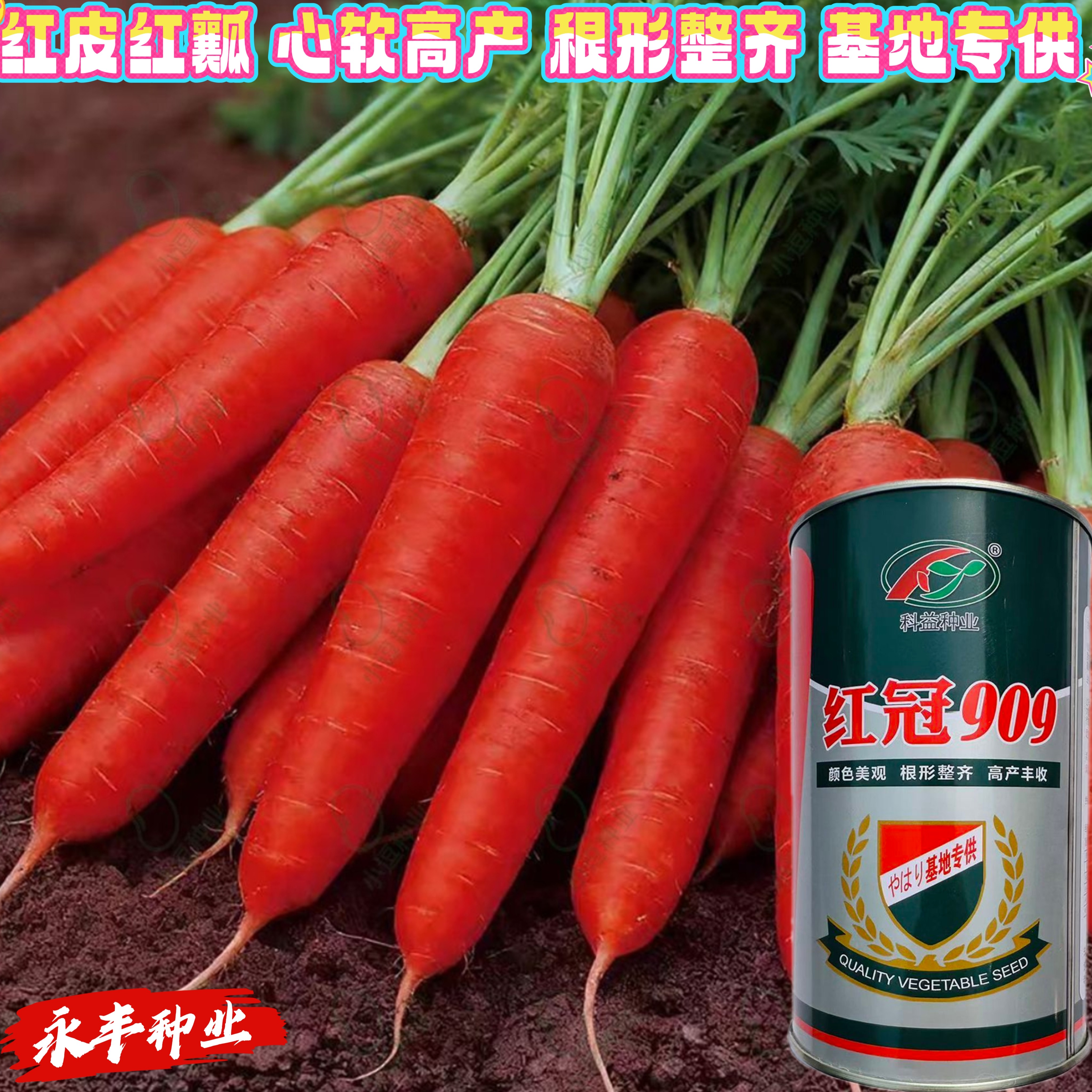 红冠909胡萝卜种籽韩国引进改良三红葫罗卜种子肉质细腻甜脆萝卜