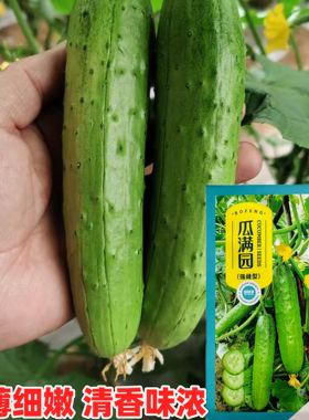 渤丰瓜满园水果黄瓜种子强雌型黄瓜种子节节有瓜耐热春秋季香味浓
