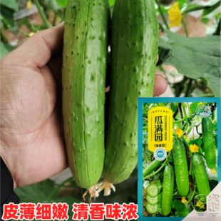 渤丰瓜满园水果黄瓜种子强雌型黄瓜种子节节有瓜耐热春秋季香味浓