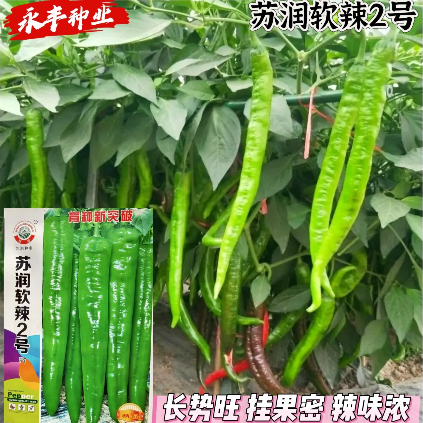 苏润软辣2号羊角辣椒种子早熟高产抗病挂果密辣味浓辣椒籽春秋播