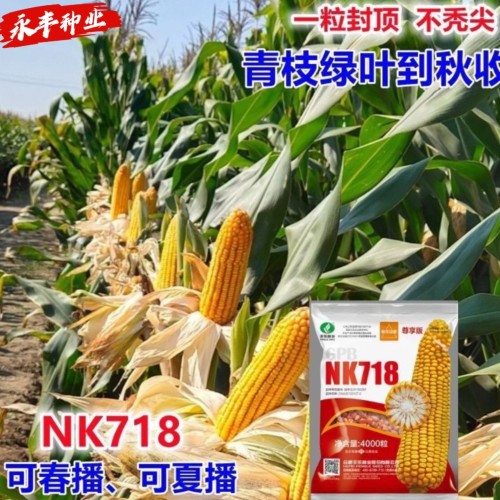 NK718玉米种子白轴黄粒半马齿产量稳定不秃棒大粒棒硬大原装春夏