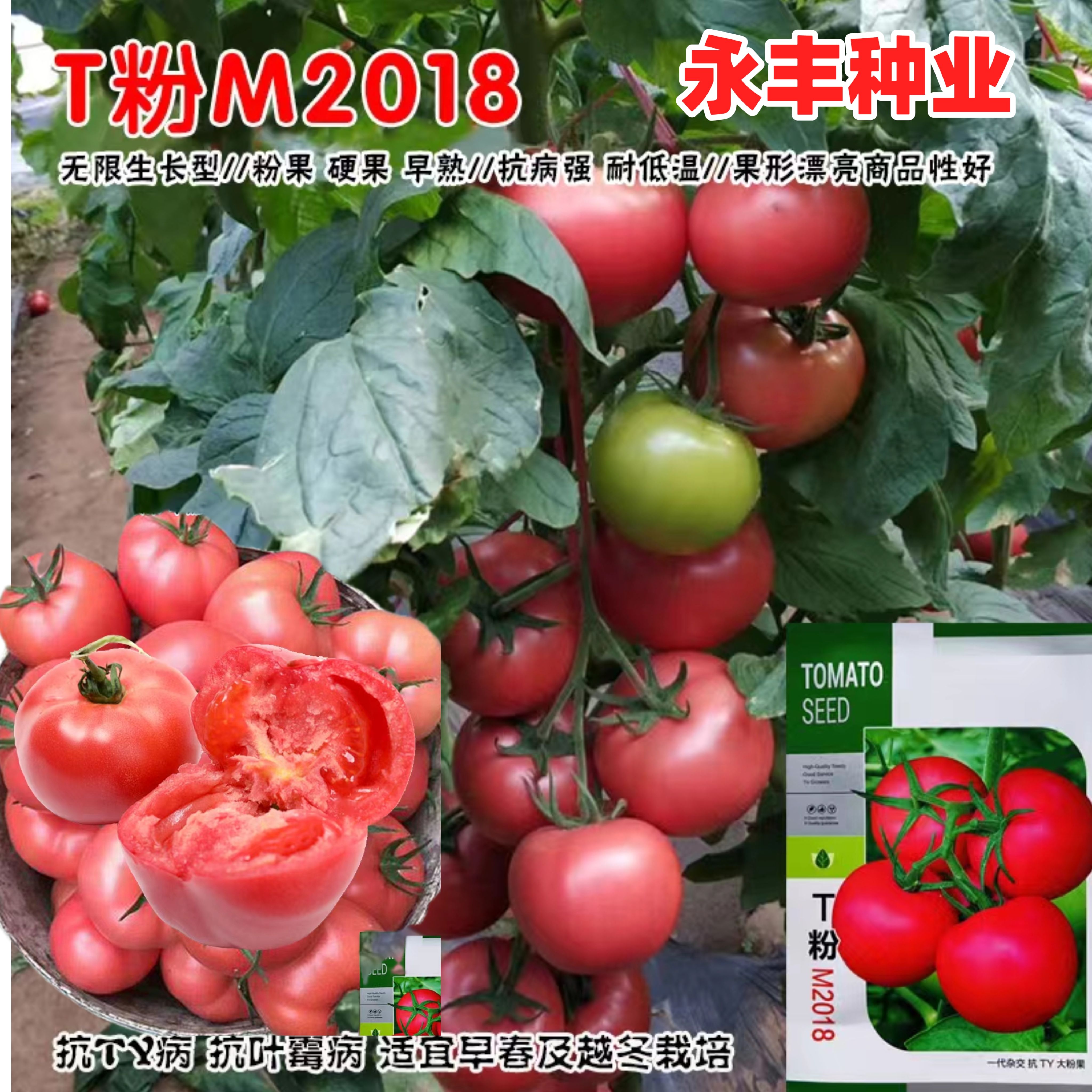 T粉M2018大果番茄种子早熟冬春茬秋延及露地西红柿种高产耐热耐寒