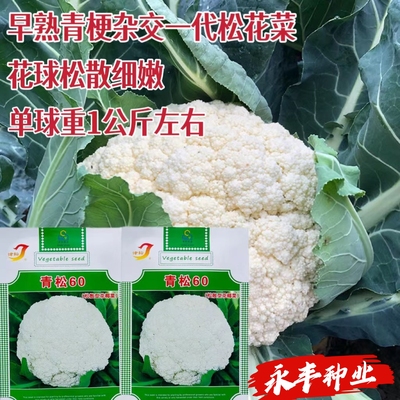 青松60/68青梗松散型花菜种子早熟松花菜球松散细嫩花梗长花椰菜